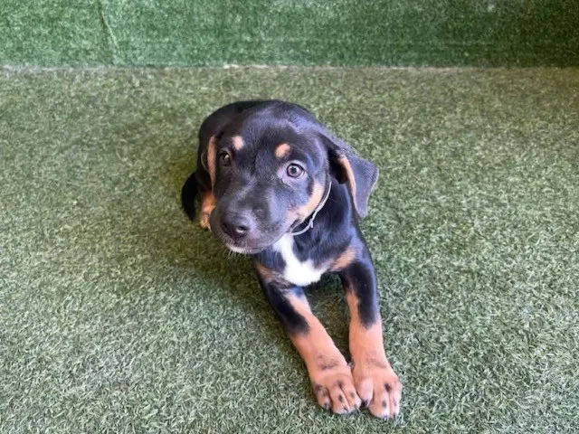 Adoptable Dog