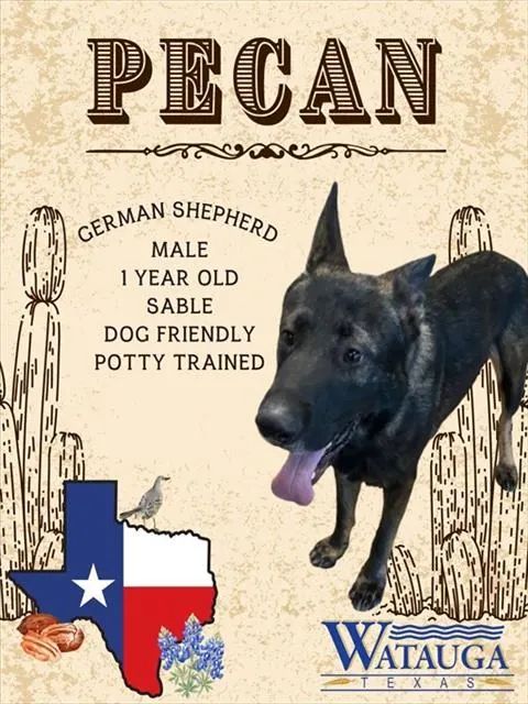 Pecan