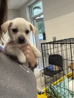 Adoptable Dog