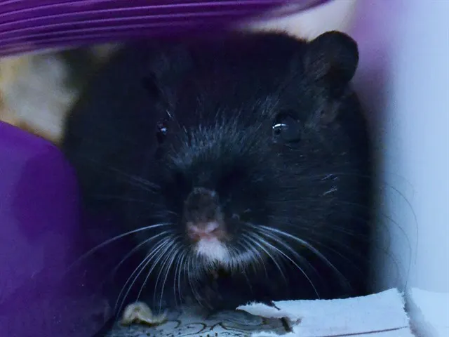 Joan