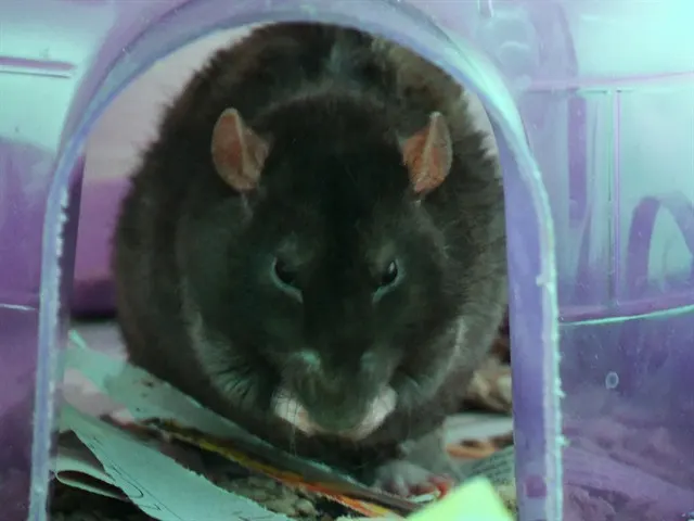 Todd