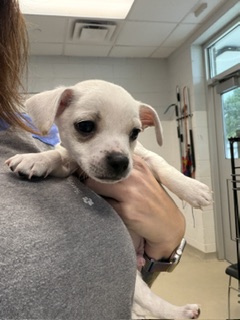 Adoptable Dog