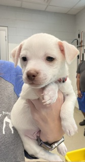 Adoptable Dog