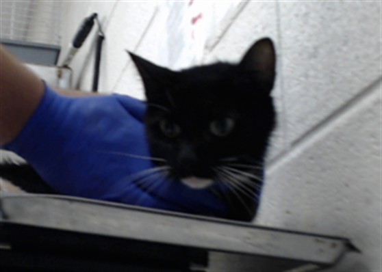 Adoptable Cat