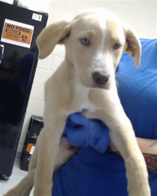 Adoptable Dog