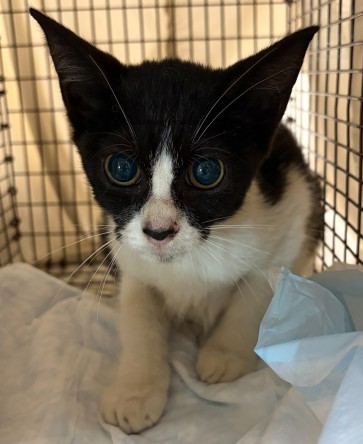 Adoptable Cat