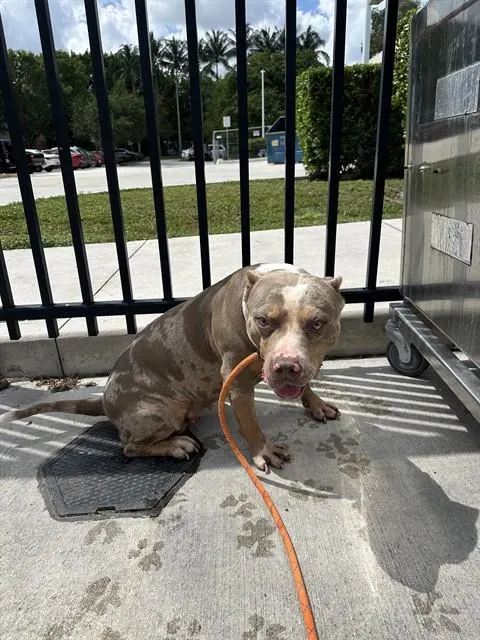 Nellie