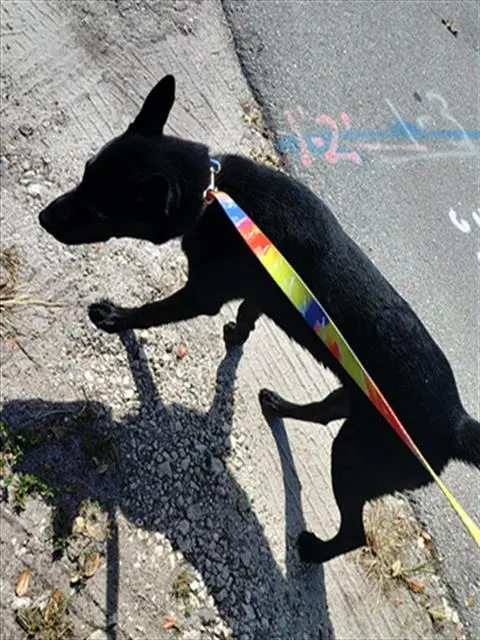 Adoptable Dog