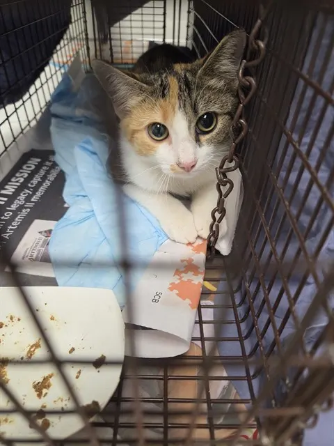Adoptable Cat