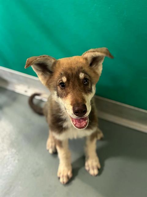 Adoptable Dog