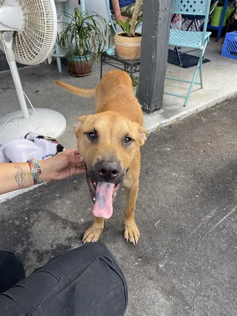 Adoptable Dog
