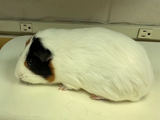 Marshmallow