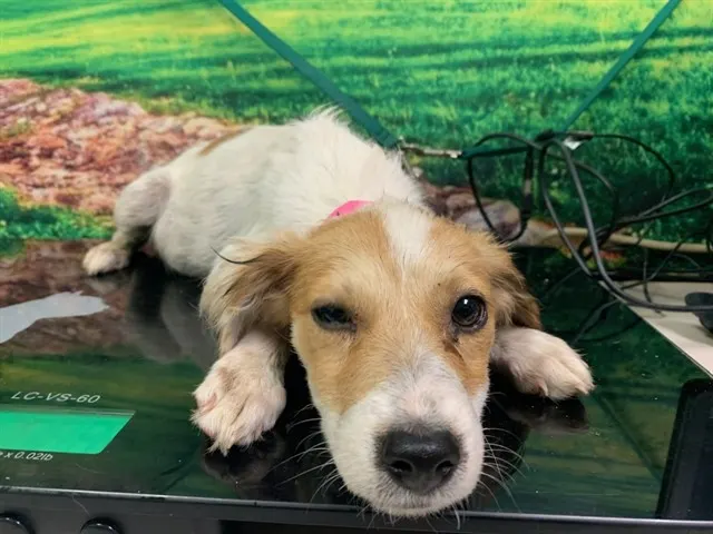 Adoptable Dog