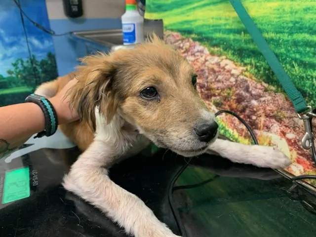 Adoptable Dog