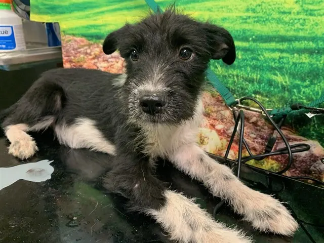 Adoptable Dog
