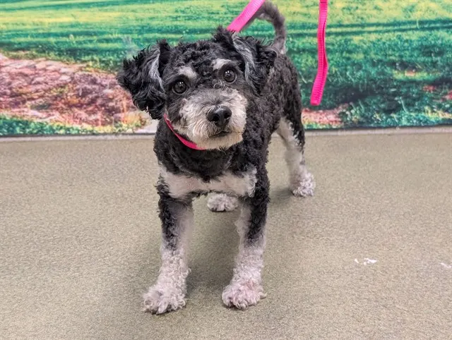Adoptable Dog