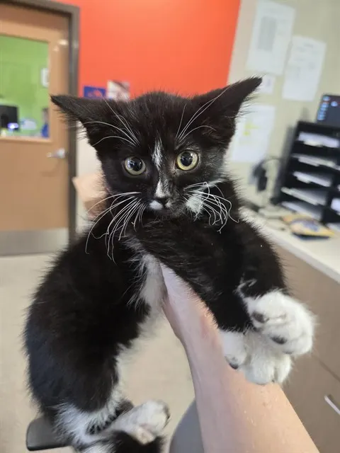 Mae