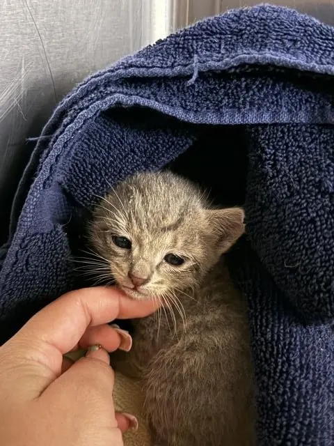 Pip