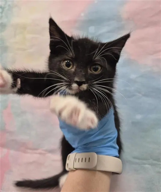 *Beanie