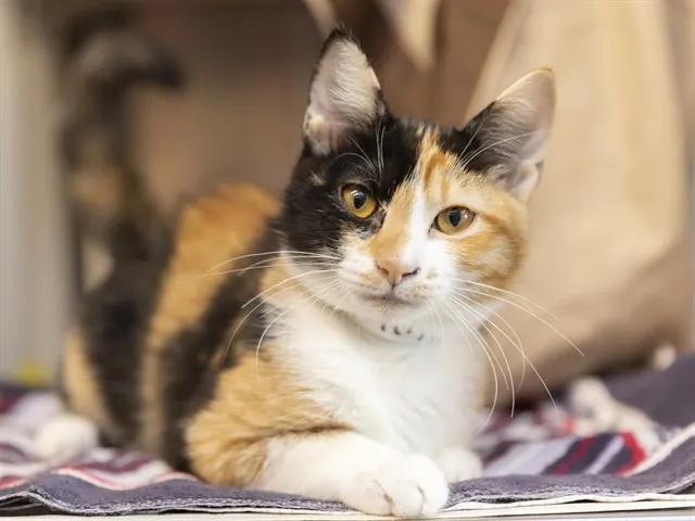 Rosie