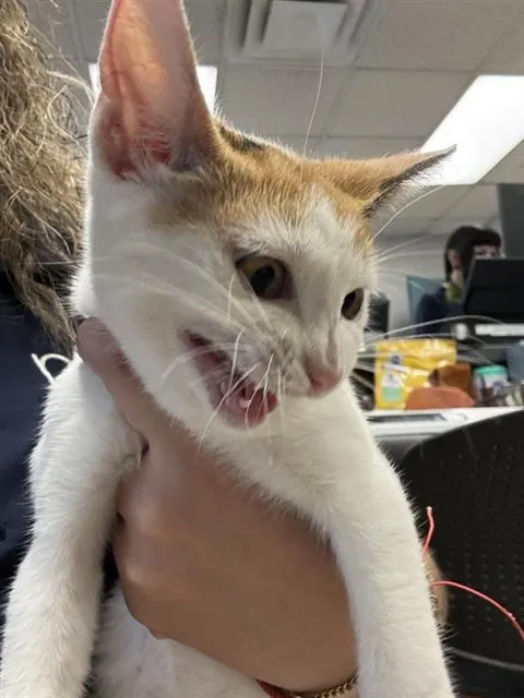 Adoptable Cat