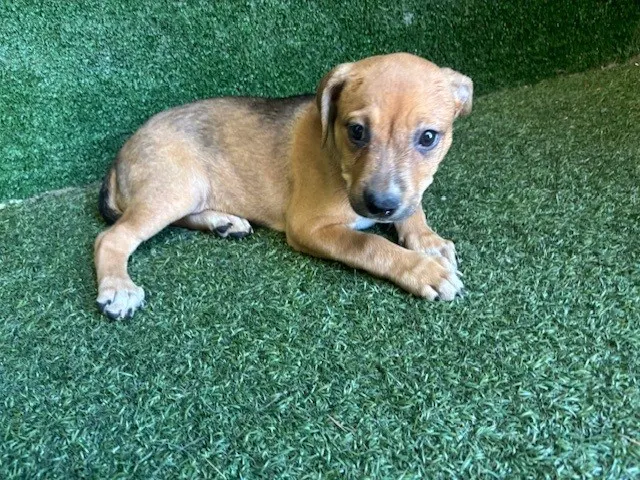 Adoptable Dog