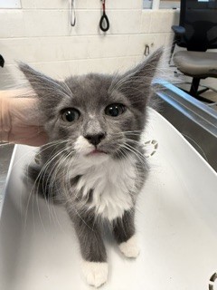 Adoptable Cat
