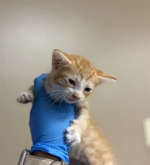 Petey