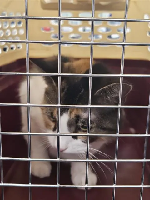 Adoptable Cat