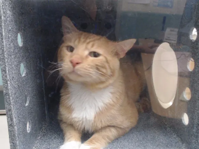 Adoptable Cat
