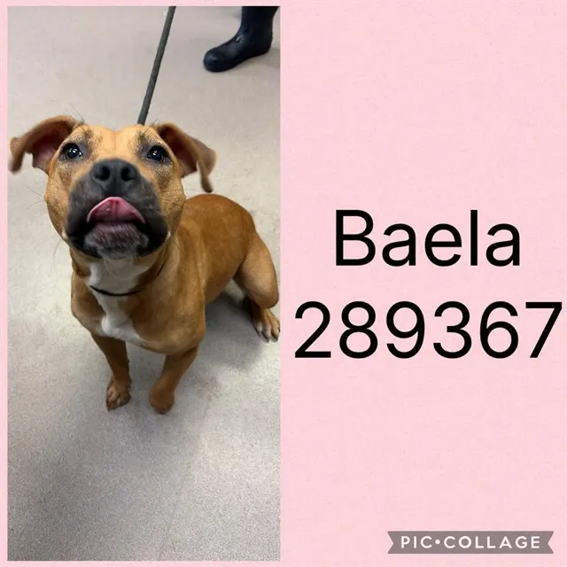 Baela