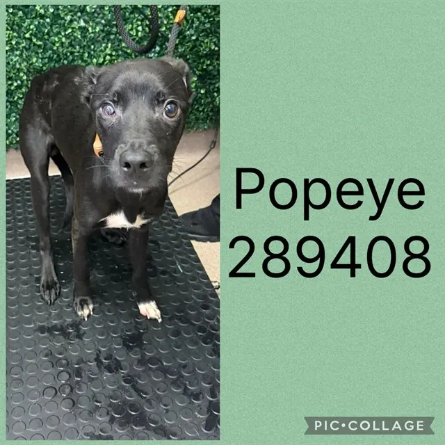 Popeye