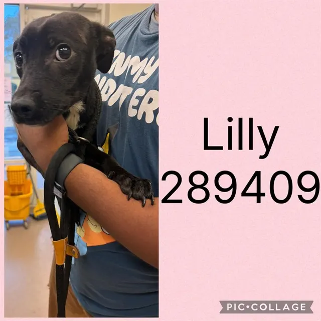 Lilly