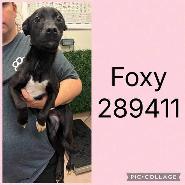 Foxy