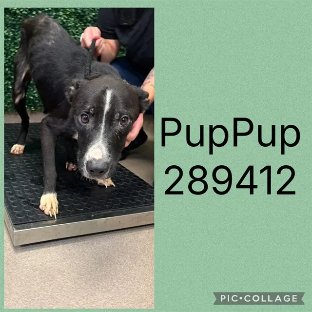 Pup Pup