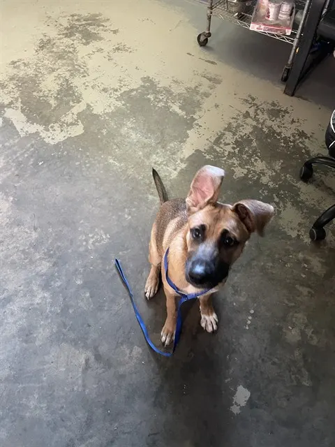 Milo