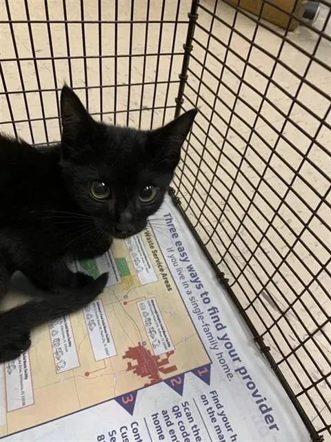 Adoptable Cat