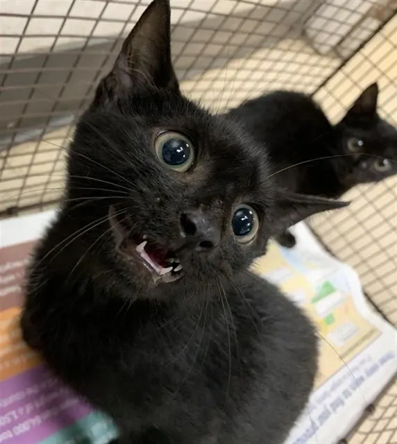 Adoptable Cat