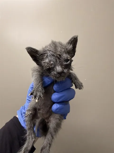 Needs A Foster