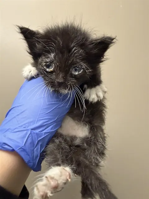 Needs A Foster