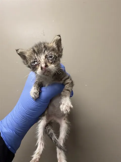 Needs A Foster