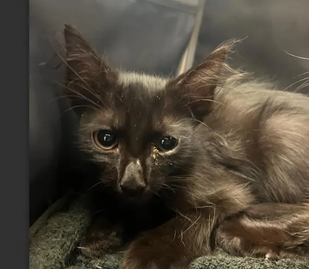 Adoptable Cat
