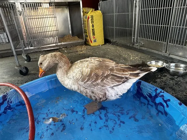 Adoptable Bird