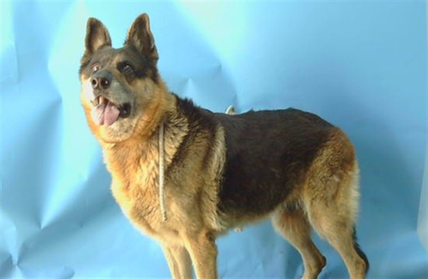 Adoptable Dog