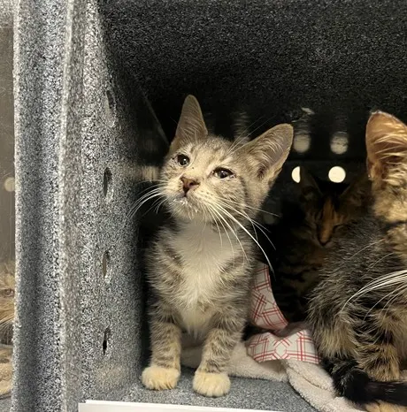 Adoptable Cat