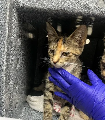Adoptable Cat