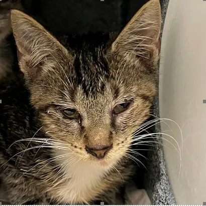 Adoptable Cat
