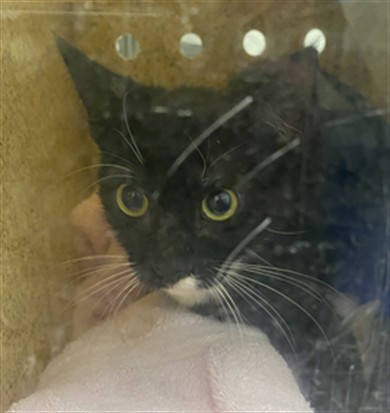 Adoptable Cat