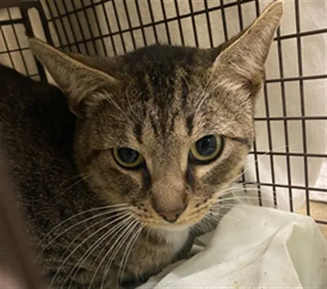 Adoptable Cat