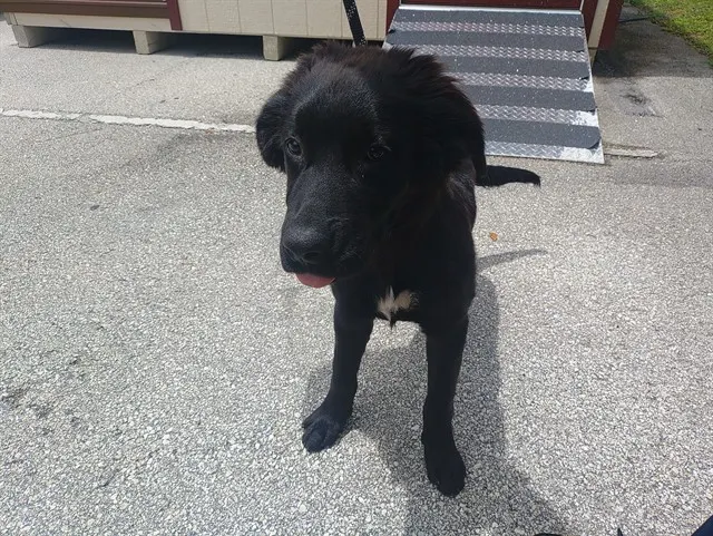 Adoptable Dog